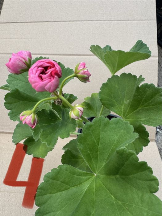 Мушкато различни цветове калиопе