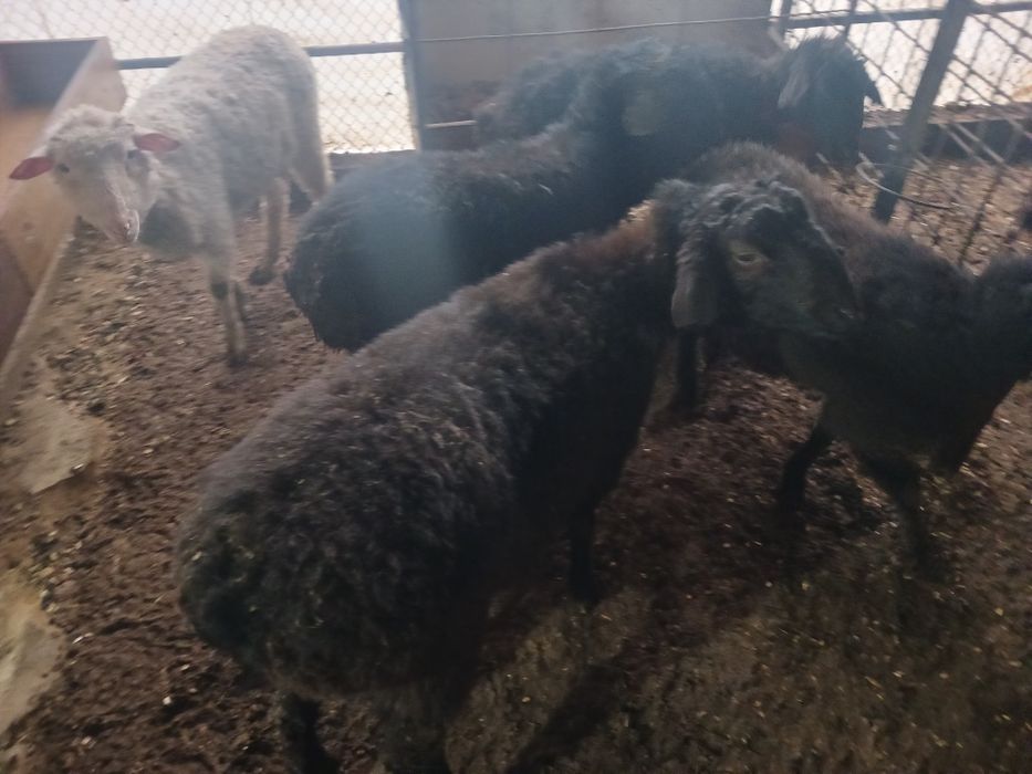 Кой Токтылар сатлады.