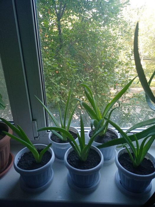 Алоэ Вера, лечебное растение