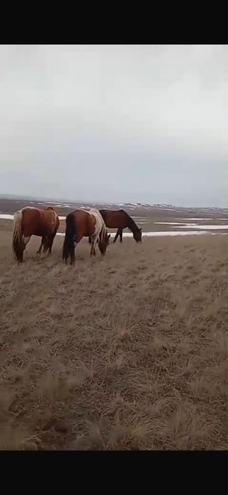 Ат сатылады(өте жүргіш)