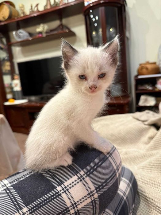 Котята в хорошие добрые руки