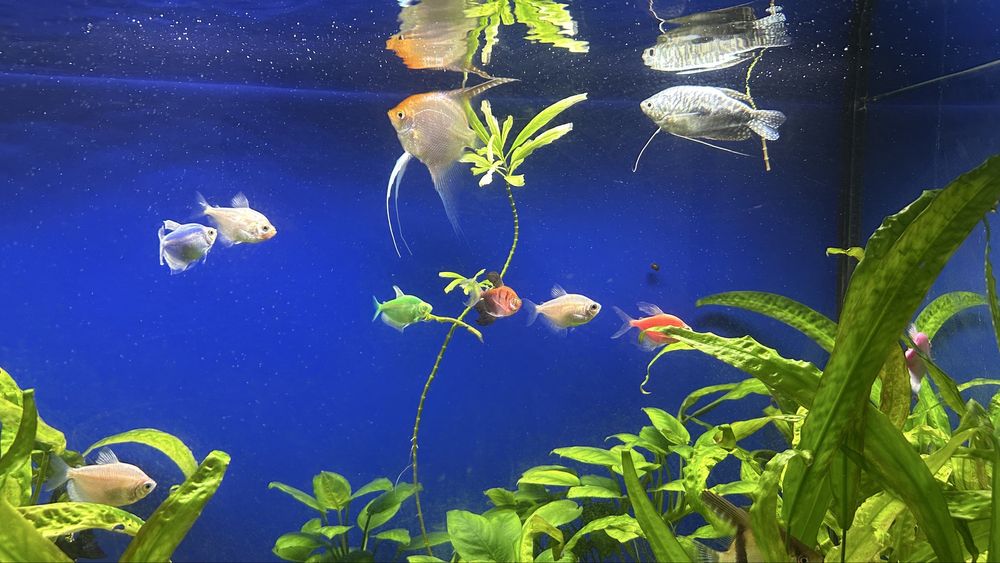 Аквариум.