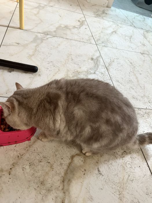 Отдам кошку в добрые руки