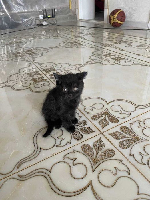 Шотландский прямоухий котёнок, девочка, чёрная, 1.5 месяца