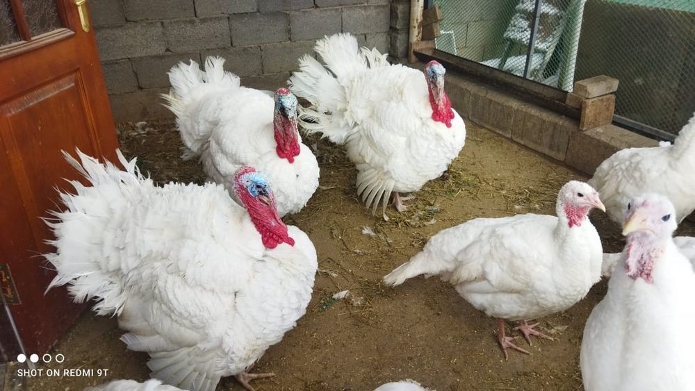 Яйцо индюка для инкубации