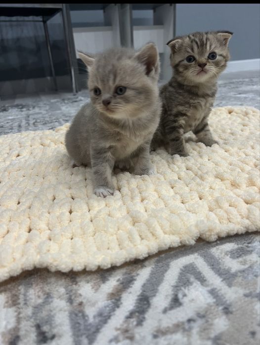 Продажа, бронь шотландских котят