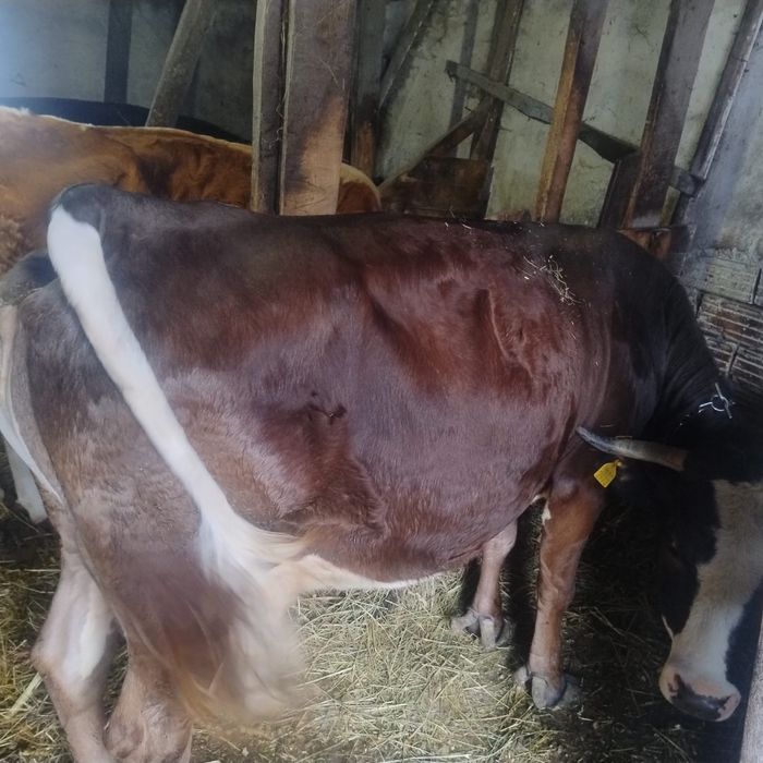 Vaca de vanzare. Pret 8100 lei