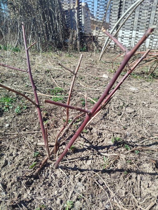 Куст чёрной ежемалины