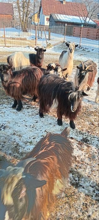 Capre tinere de vânzare.