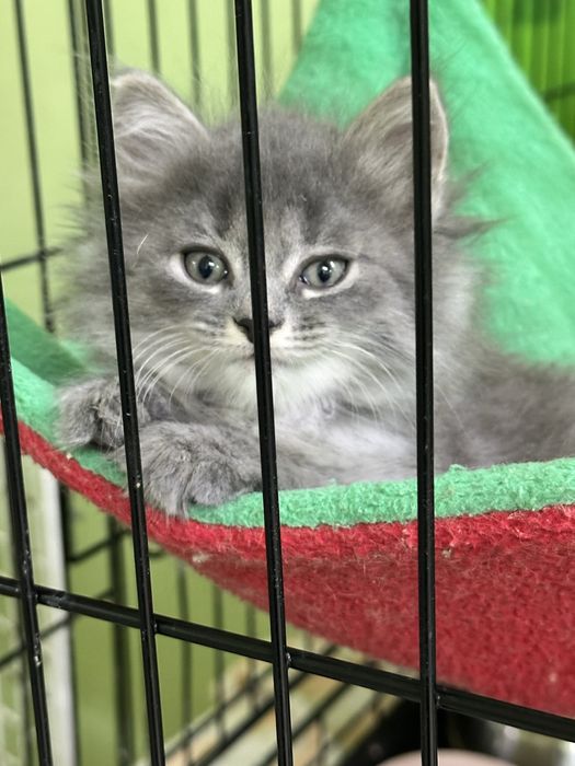 Котята-девочки в добрын руки