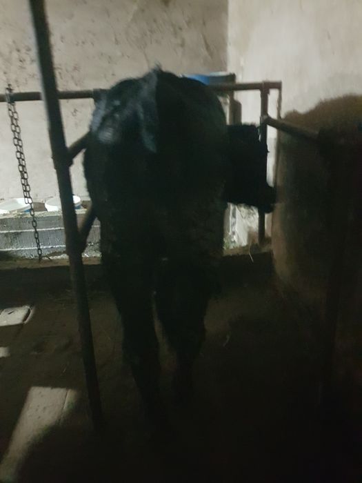 Продам  телку ф1