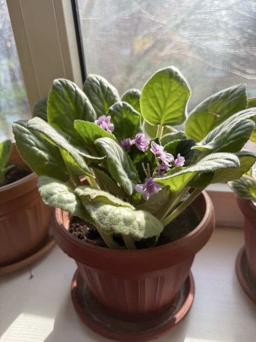Домошние цветы. Фиалки