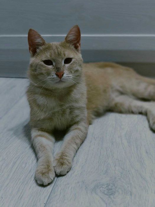 Кот ищет себе дом