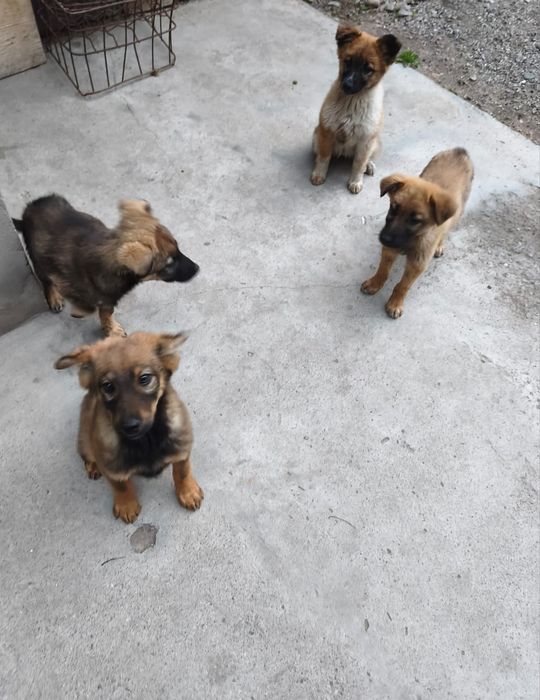 Щенки бесплатно 4