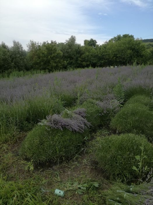 Ulei esential de lavanda