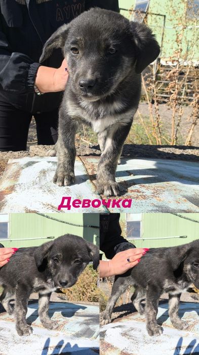 Отдадим в добрые руки