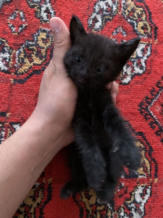 Кошка в добрые руки