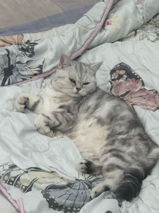 Британская кошка бесплатно