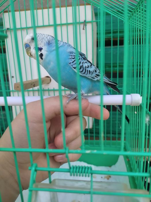 Valnisti papugay ini bilan