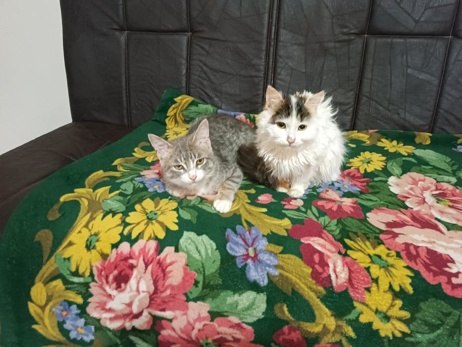 Передержка животных