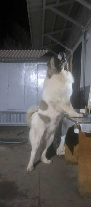 кавказская овчарка вязка