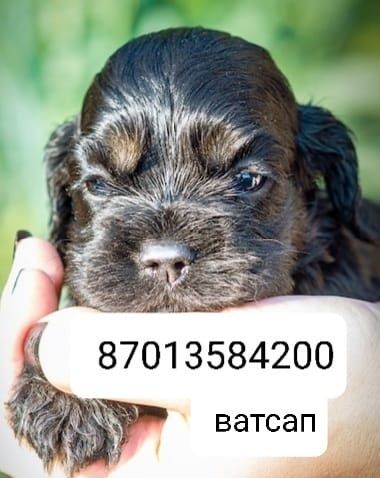 Американский кокер спаниель