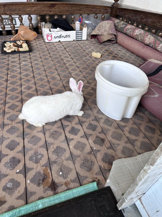 Samka, самка 4 ойли 3 дона