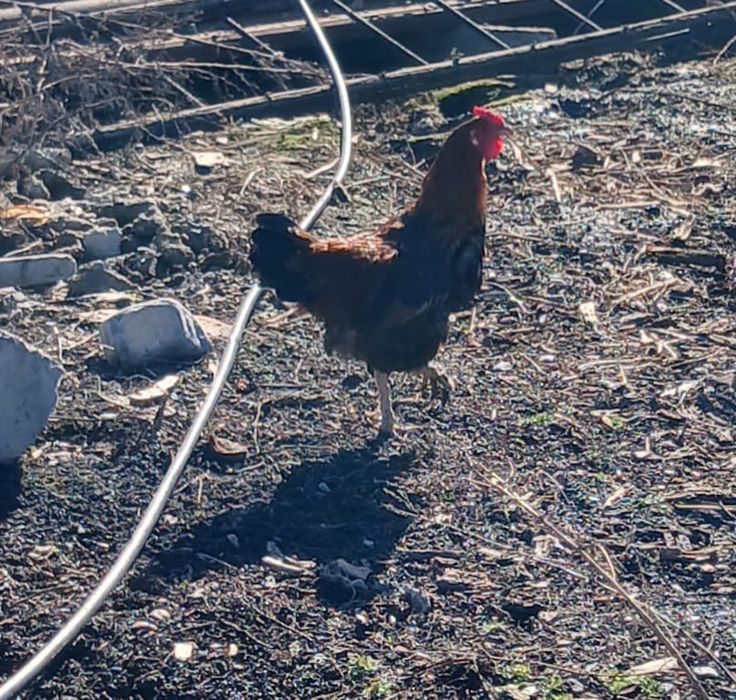 Продам молодых Питухов