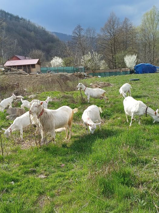 Capre Tap Sannen