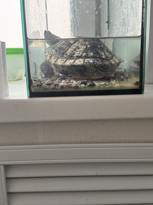 Продам черепаху с аквариумом