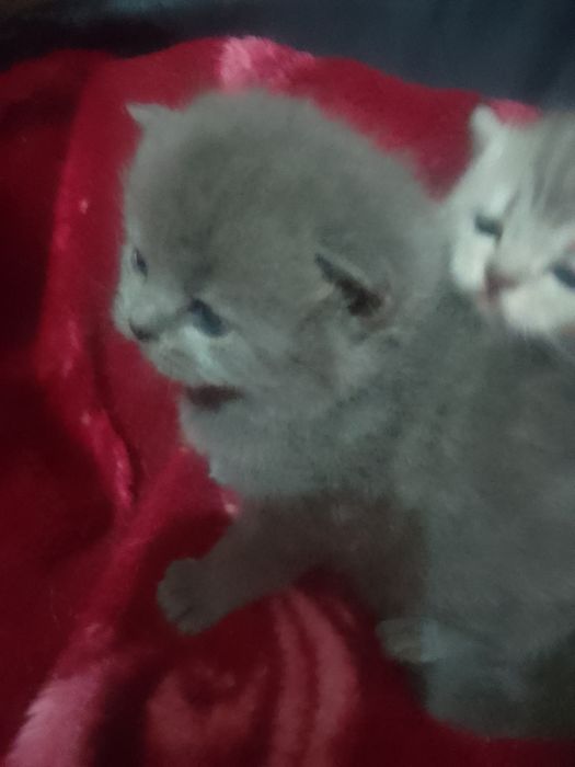 Продам котят Скоттиш страйт