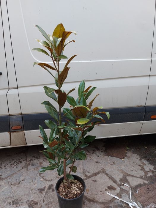 Mesteacan cu coaja albă tuia magnolia parfumată  tei