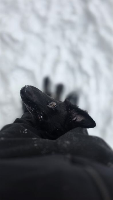 Продам щенка немецкой