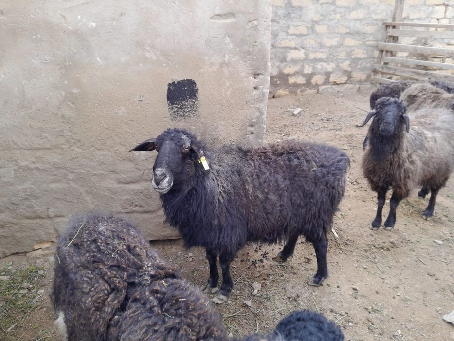 қойлар сатылады буаз,қозылы