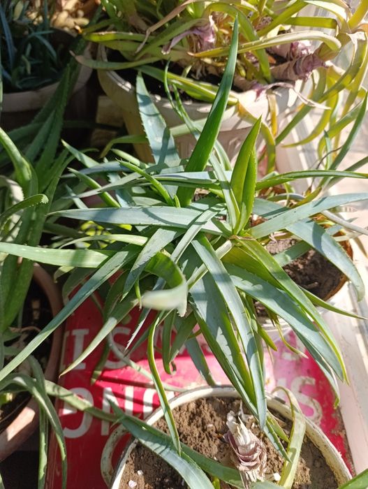 Алоэ вера, цветущие кактусы