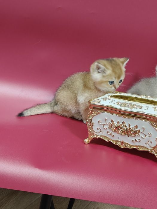 Золотая шиншилла девочка