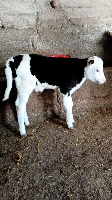 Бузаулы сиыр сатылады