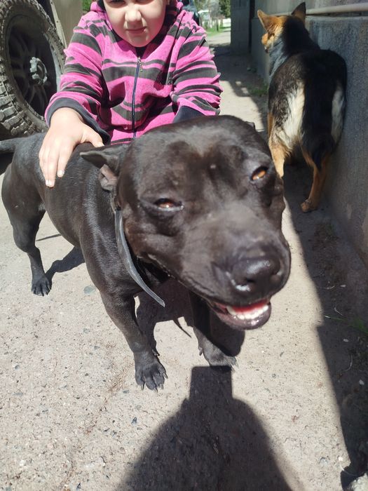 Питбуль бесплатно