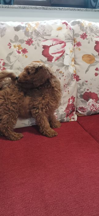 Pudel Red Mini cu pedigree