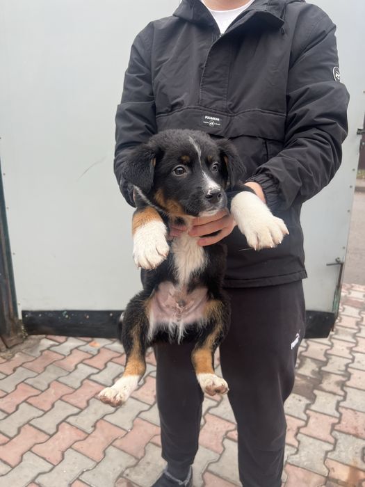 Отдам красивых щенят