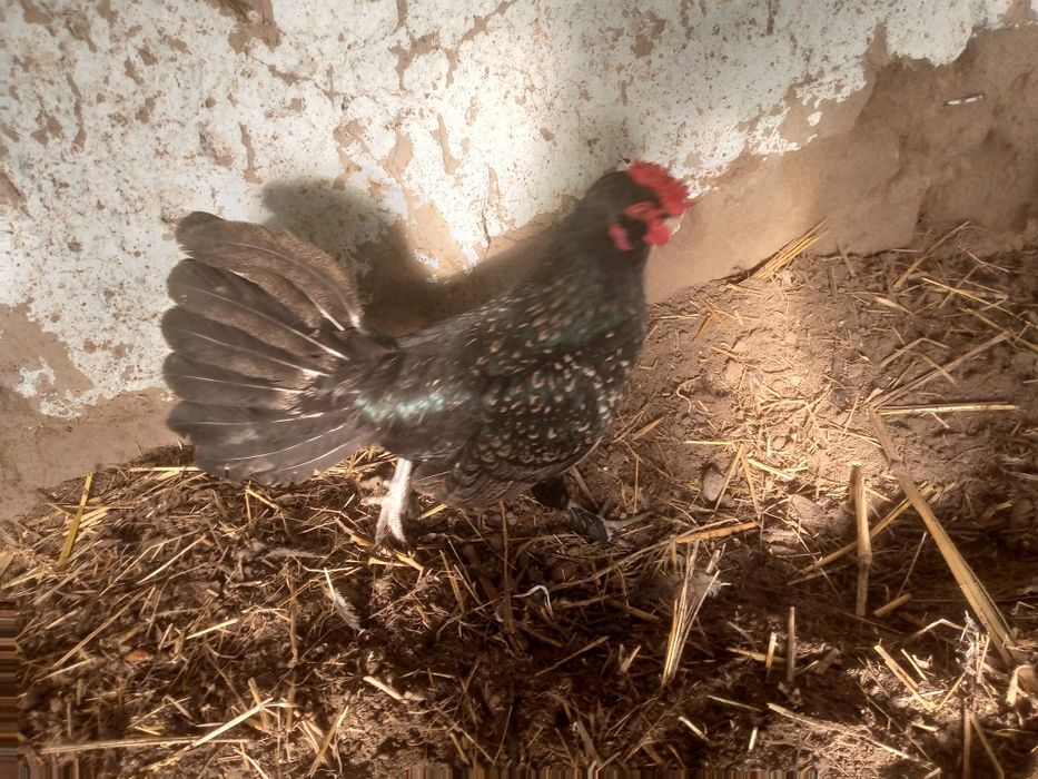 Xoʻrozchalar tezda sotiladi