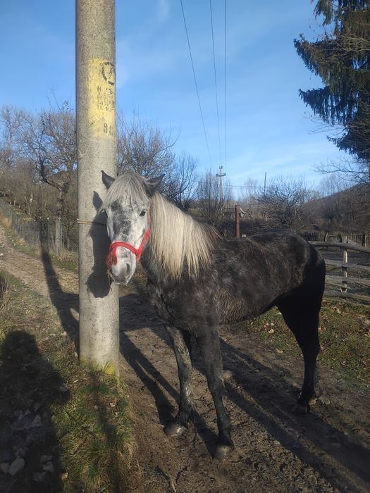 De vânzare sau schimb pe oi