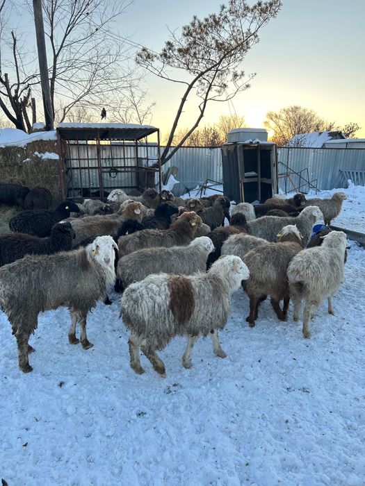 Кой,баранина.    .