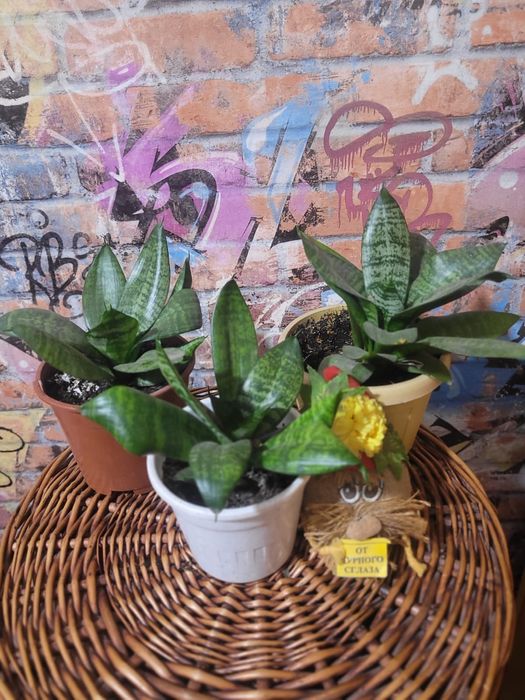 Распродажа цветов домашние