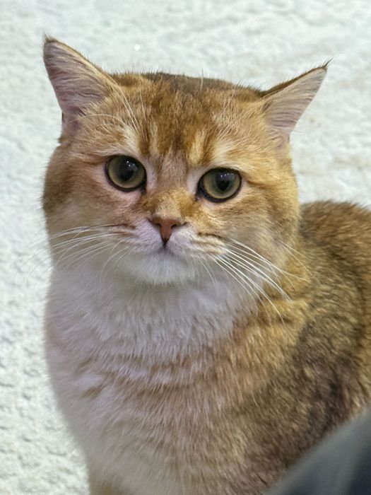 Кот золотая шиншилла