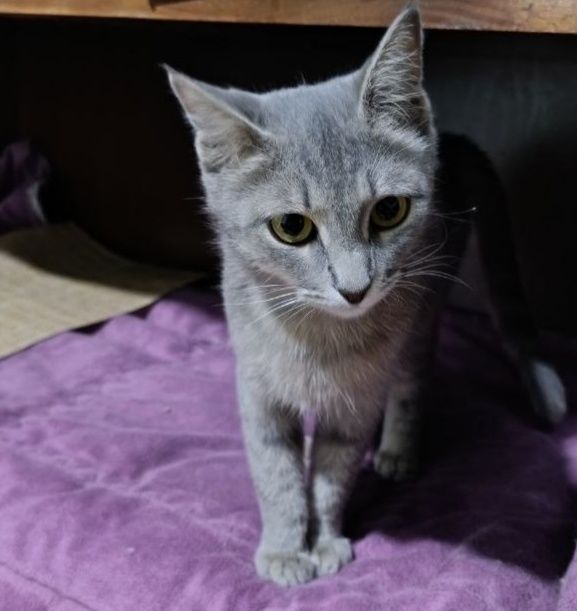 Котенка девочку 4-5 мес отдаю Тастак