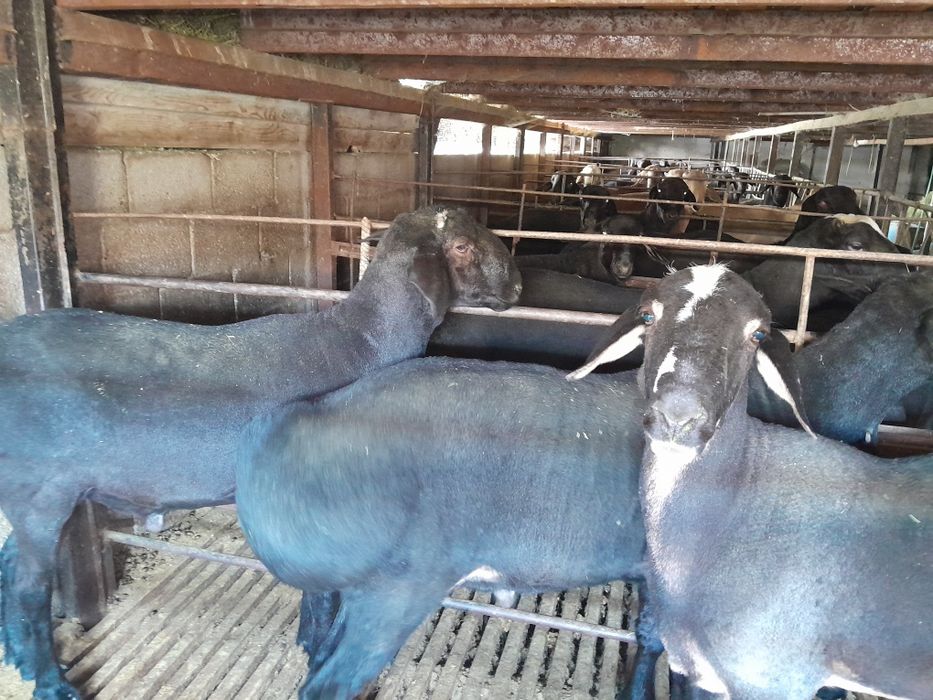 Кучкорлар сотилади