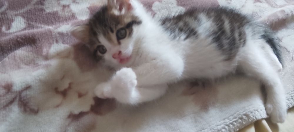 Отдаю котенка в хорошие руки,