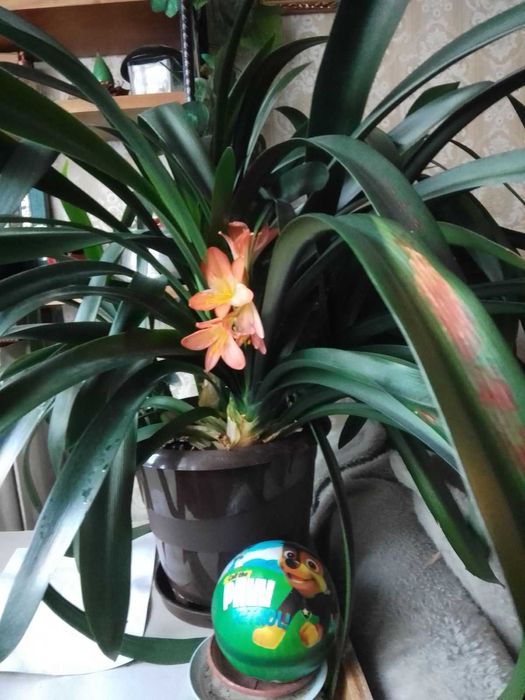 цвете -Кливия -..