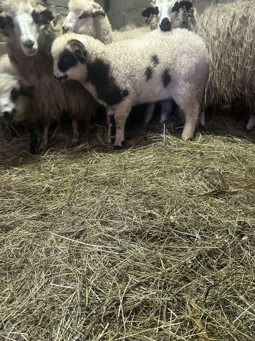 Miei                 berbecuti